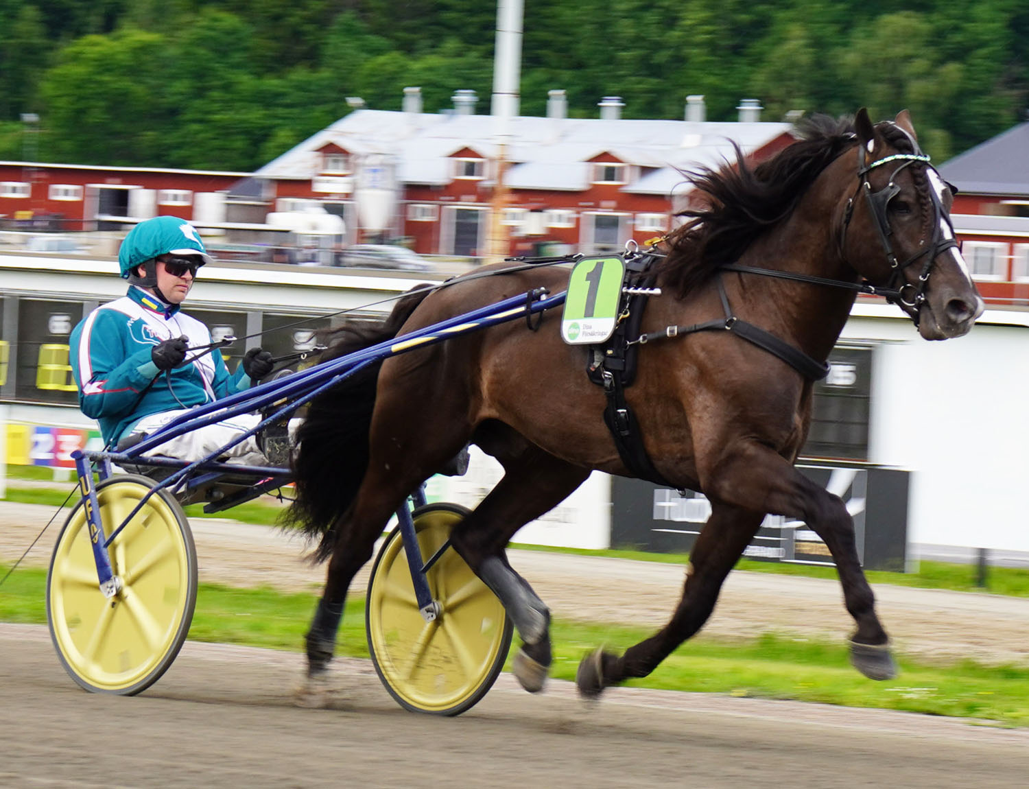 Granbarksborren 250629-1